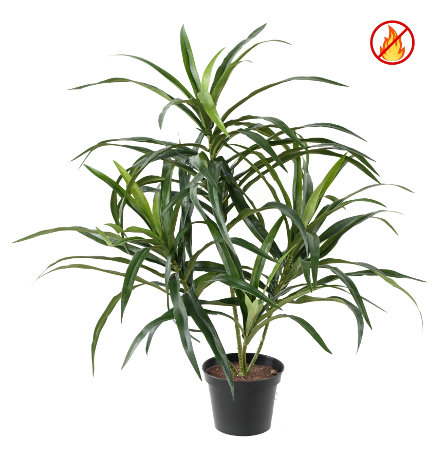 DRACAENA ANITA POT FR - Fire Resistant