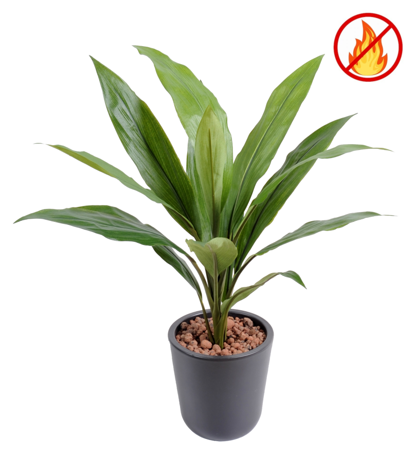 DRACAENA CORDYLINE FR - Fire Resistant