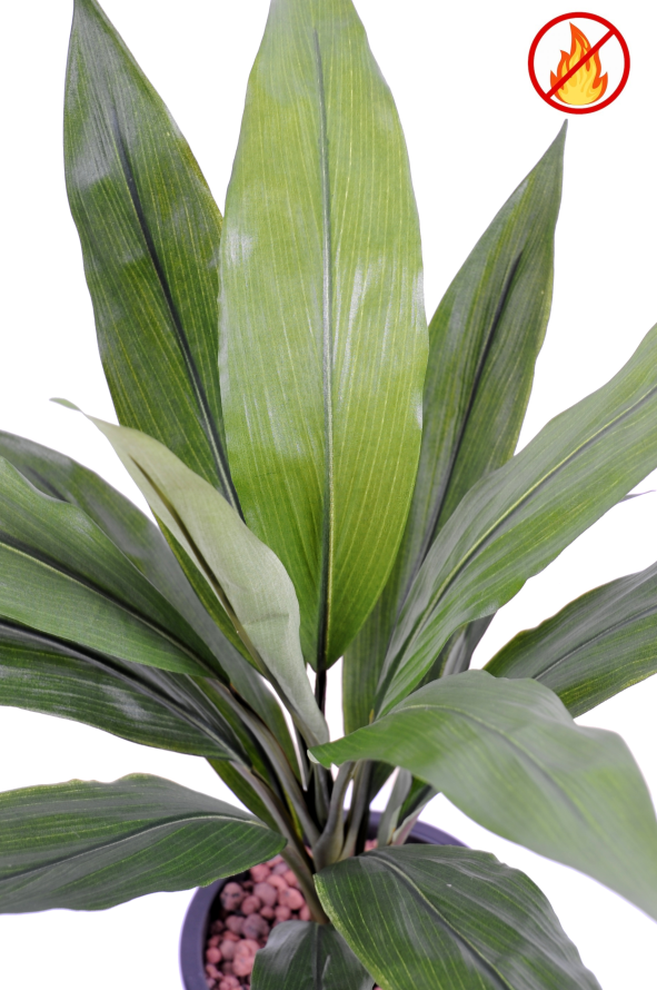 DRACAENA CORDYLINE FR - Fire Resistant