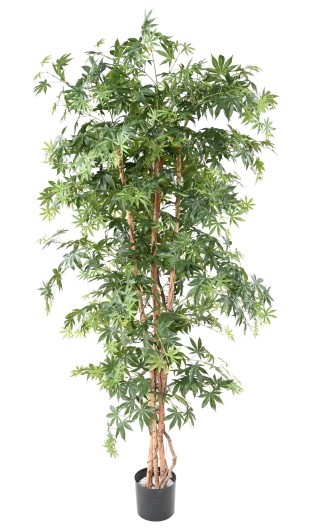 ARALIA NEW (MAPLE)