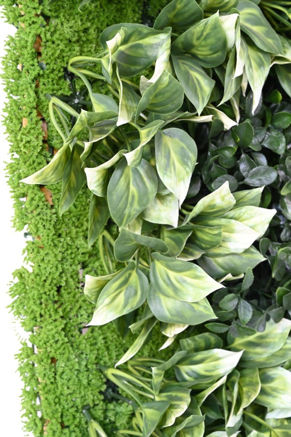 BERBERIS PLANT WALL