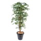 ARALIA NEW (MAPLE)