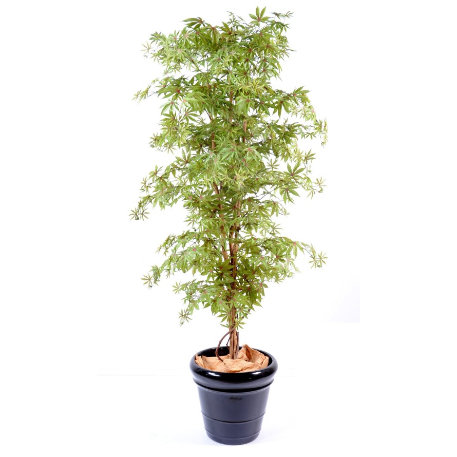 ARALIA NEW (ERABLE)