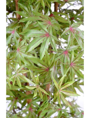 ARALIA NEW (ERABLE)