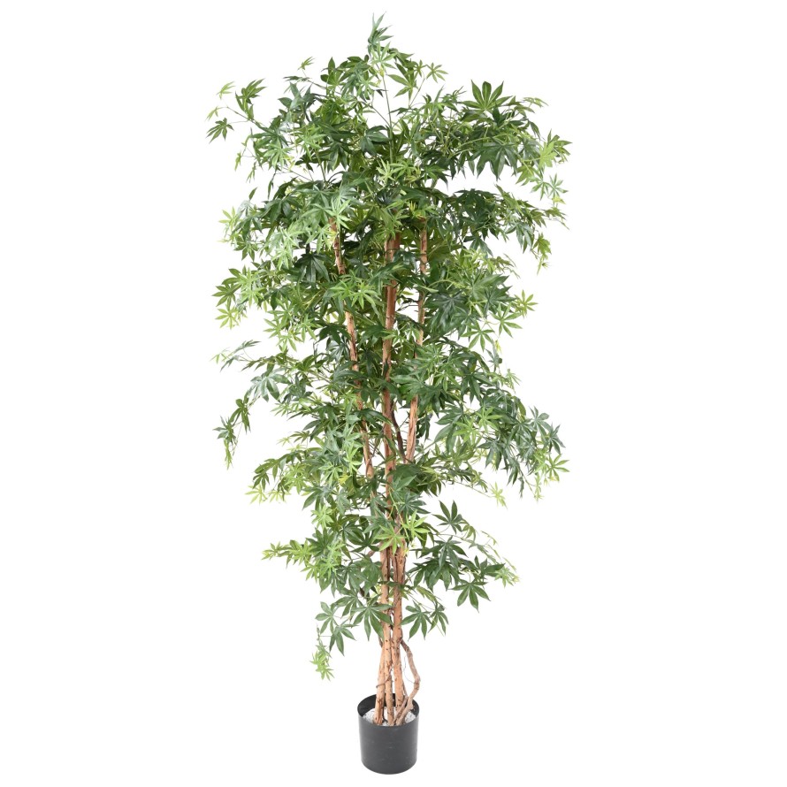 ARALIA NEW (ERABLE)