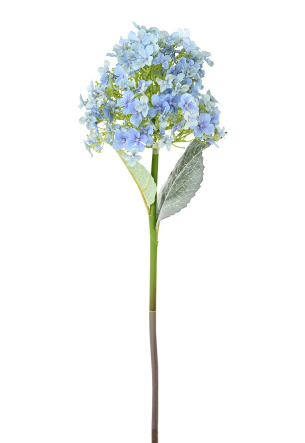 HYDRANGEA 55