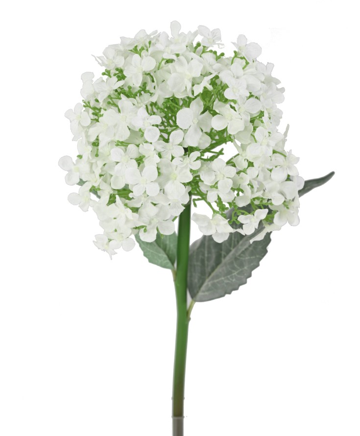 HYDRANGEA 55