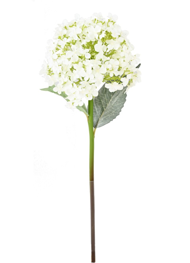 HYDRANGEA 55