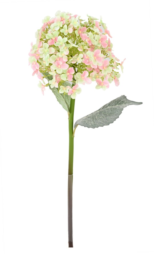 HYDRANGEA 55