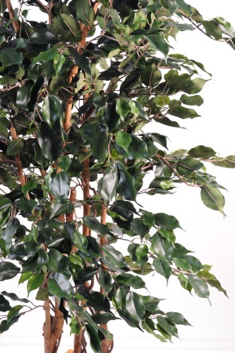 FICUS EXOTICA