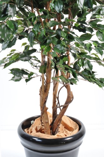 FICUS EXOTICA