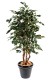 FICUS EXOTICA