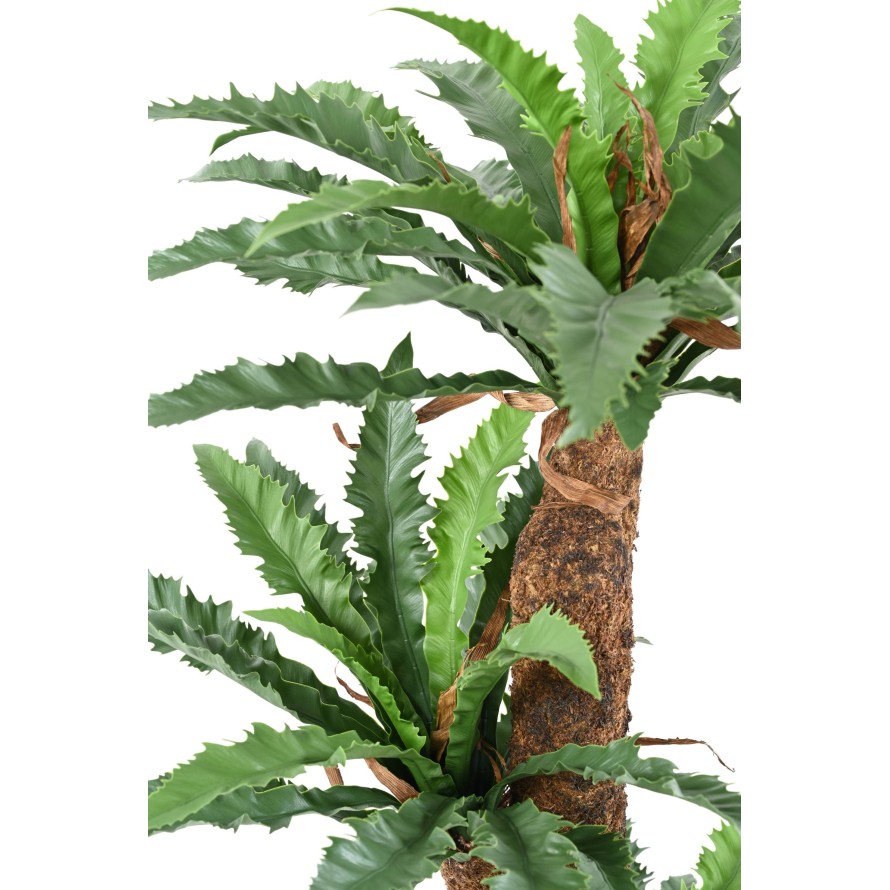 ASPLENIUM DAKILA 130