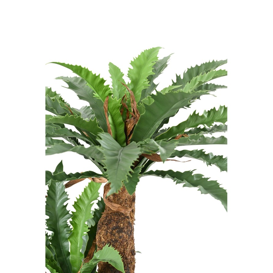 ASPLENIUM DAKILA 130