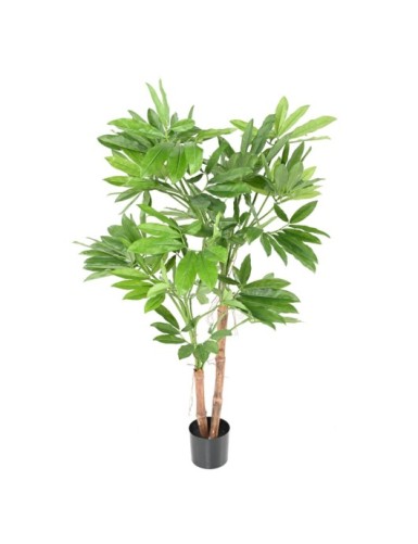 PHILODENDRON GOELDII ( Fun...