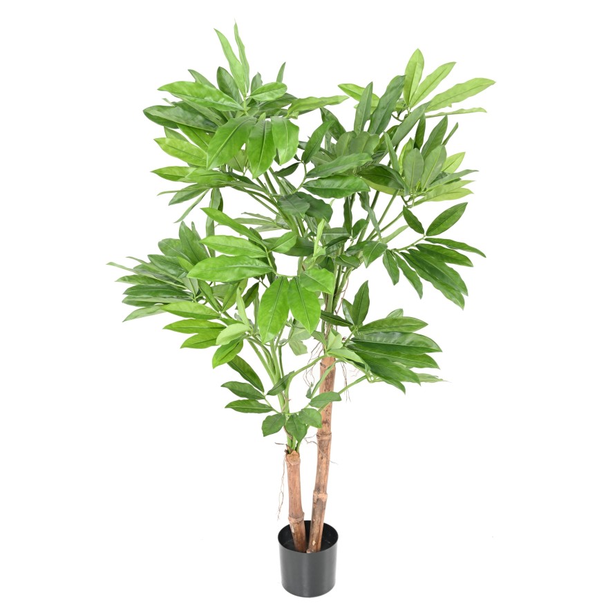 PHILODENDRON GOELDII ( Fun Bun) 160