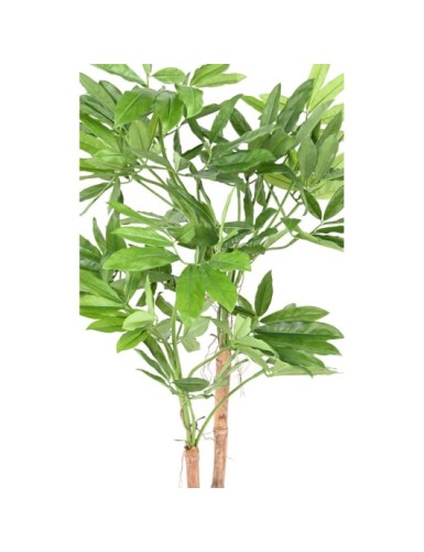 PHILODENDRON GOELDII ( Fun Bun) 160