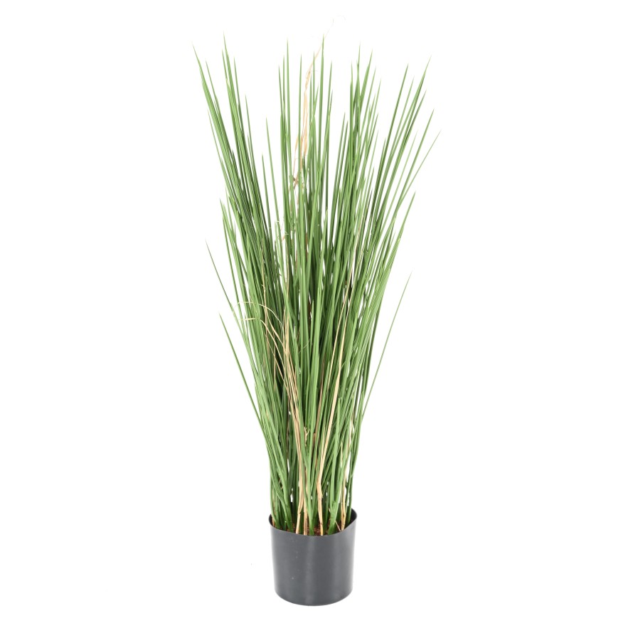 HERBE HONEY GRASS