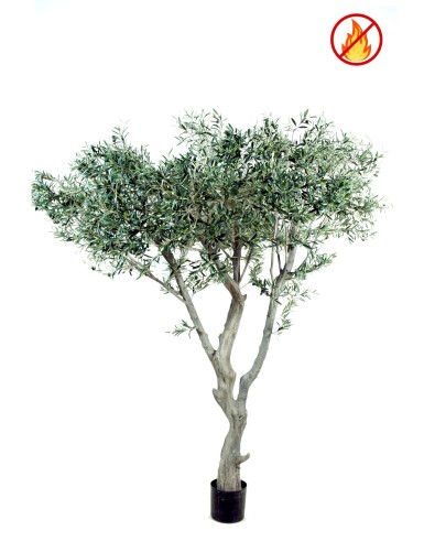 OLIVE TREE GIANT 240 FR -...