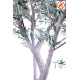 GIANT OLIVE TREE 240 FR - Fire Resistant