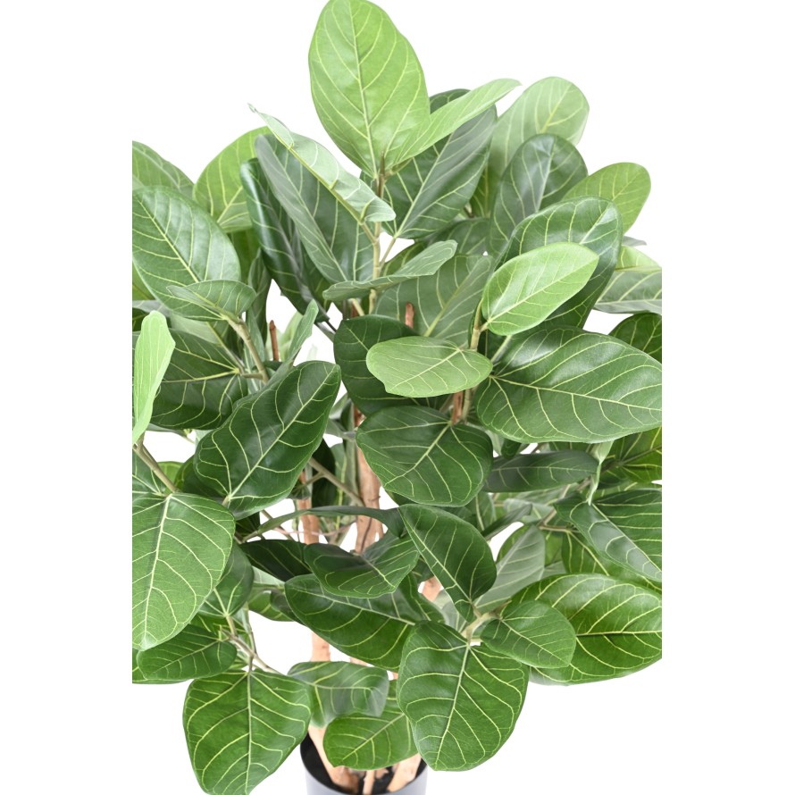 FICUS AUDREY BUISSON