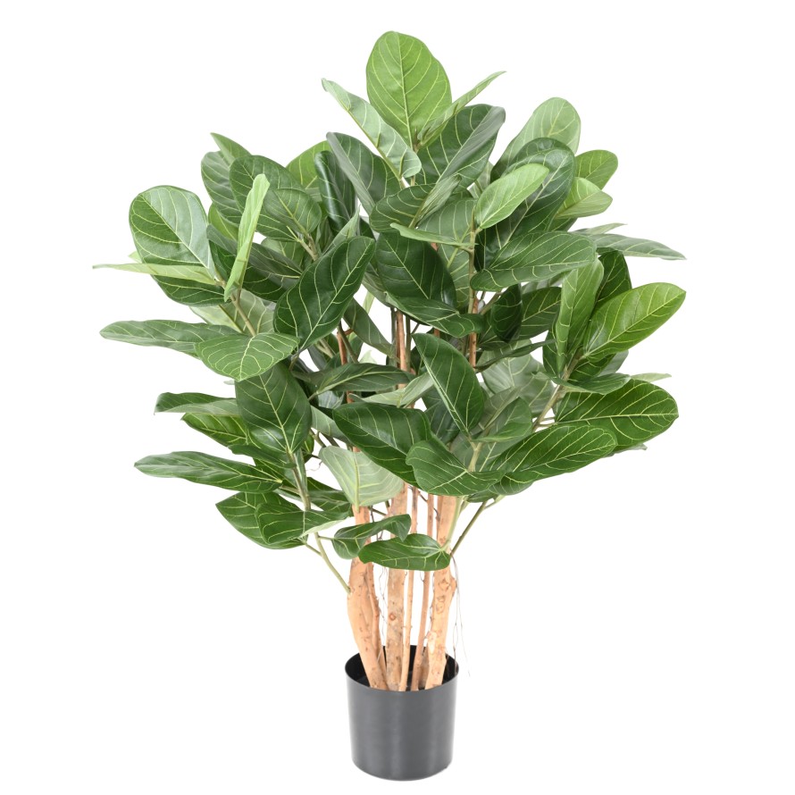 FICUS AUDREY BUISSON