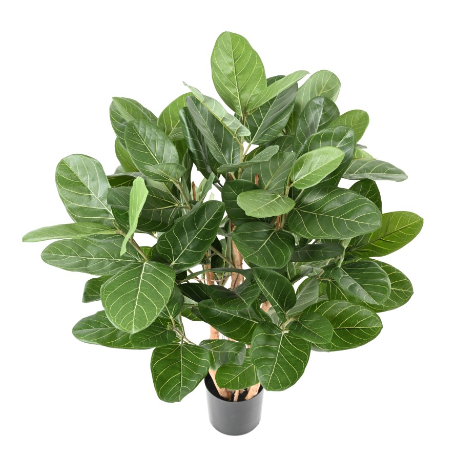 FICUS AUDREY BUISSON