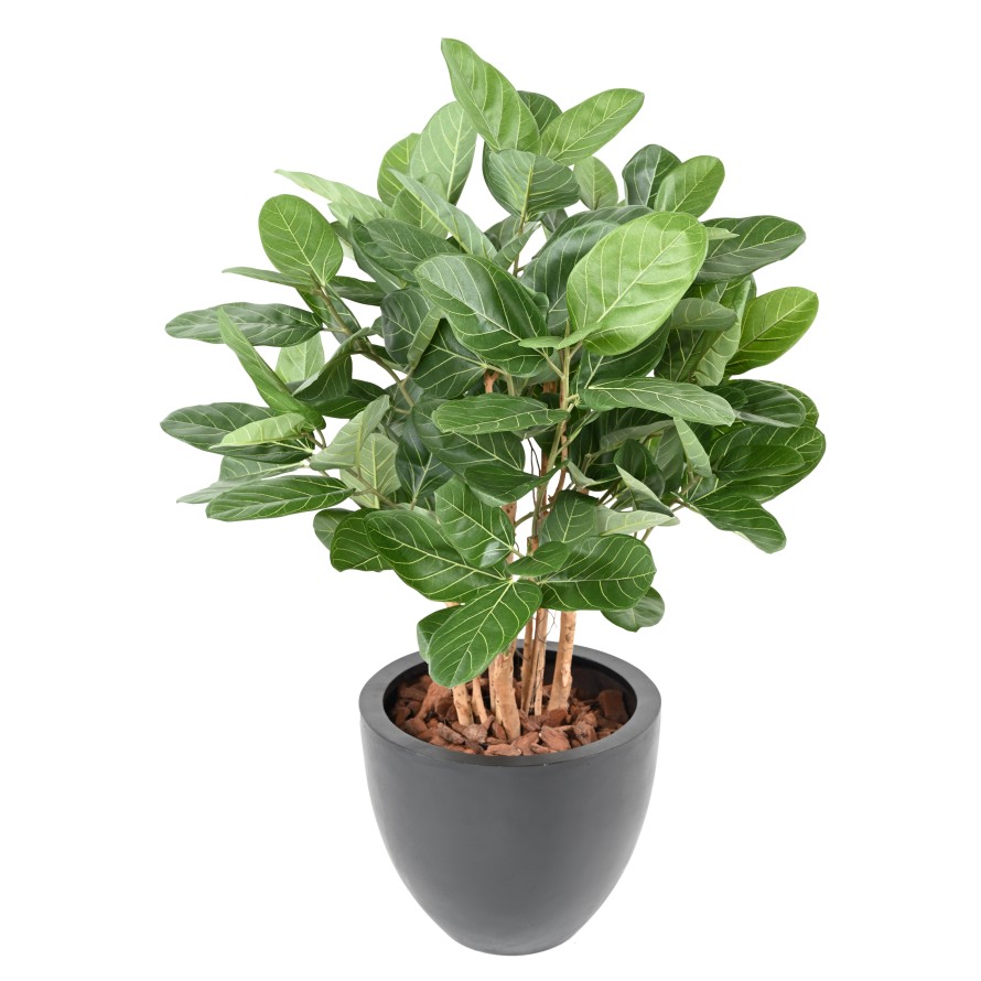 FICUS AUDREY BUISSON