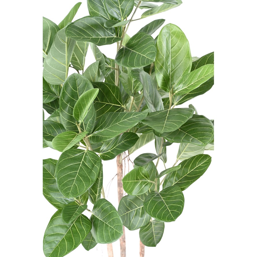 FICUS AUDREY