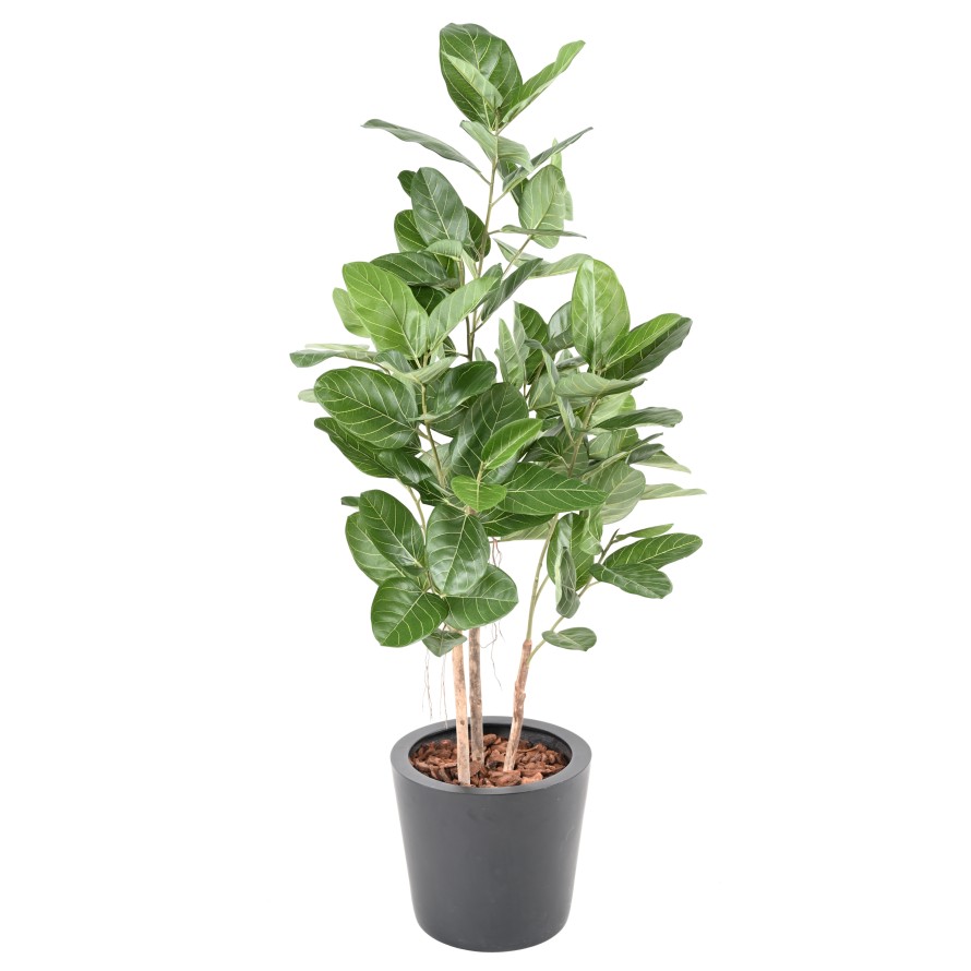 FICUS AUDREY