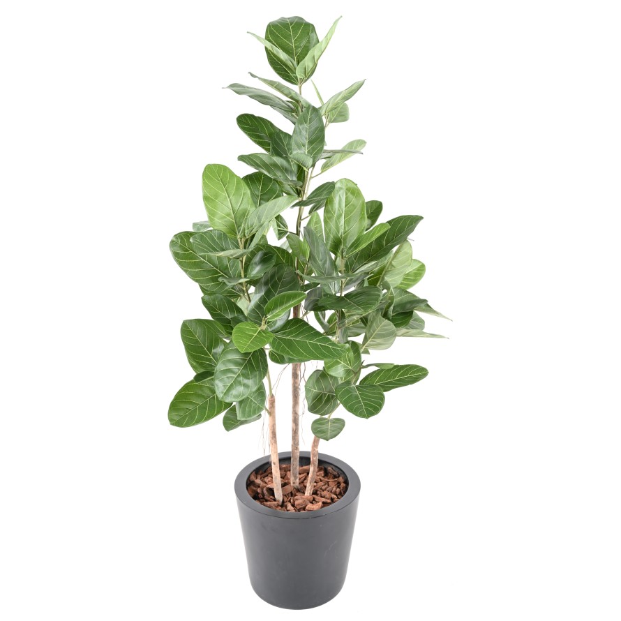 FICUS AUDREY