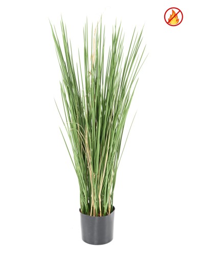 HONEY GRASS 80 FR - Fire Resistant