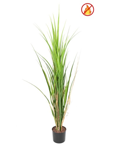 HERBE LARGE 115 FR - Fire...