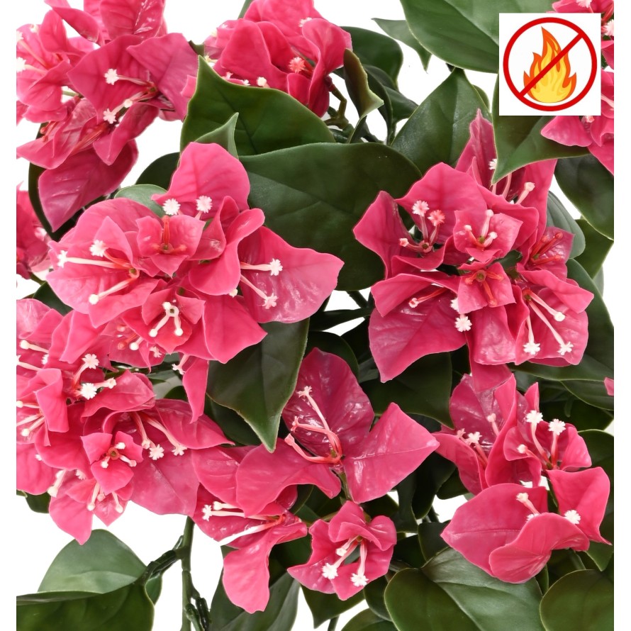 Bougainvillea large fall FR - Fire Resistant