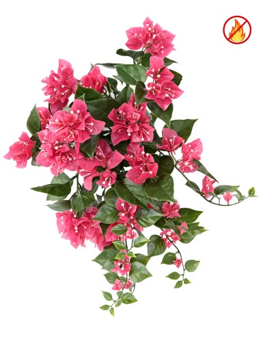 Bougainvillea large fall FR - Fire Resistant