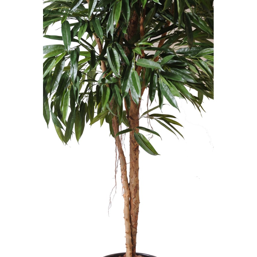 FICUS ALII ROYAL