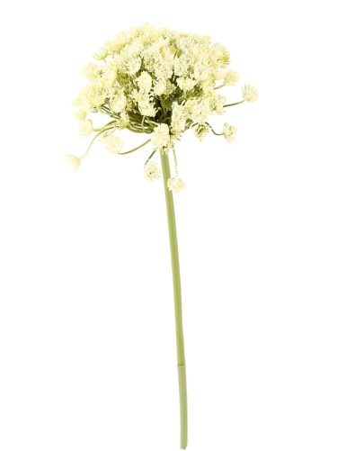 DAUCUS CAROTA