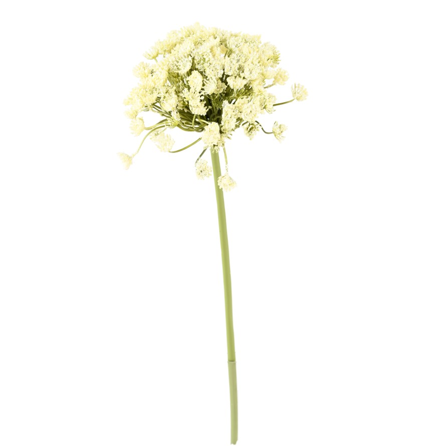 DAUCUS CAROTA