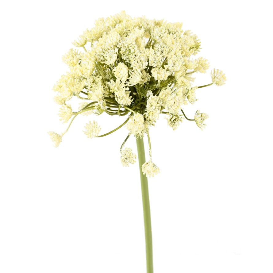 DAUCUS CAROTA