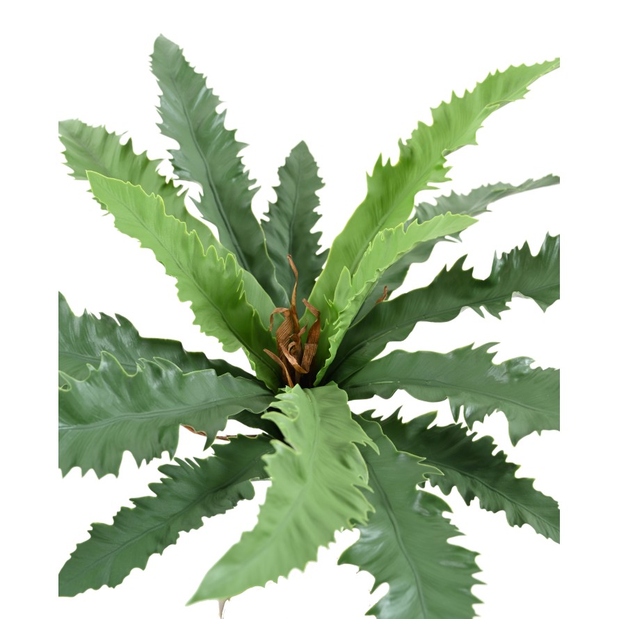 ASPLENIUM DAKILA