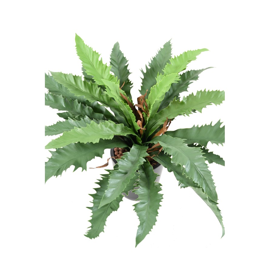 ASPLENIUM DAKILA