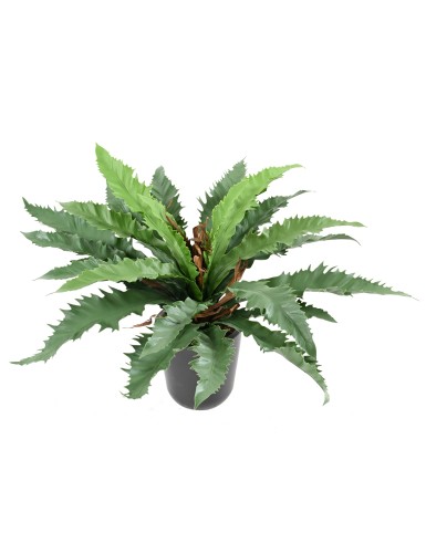 ASPLENIUM DAKILA