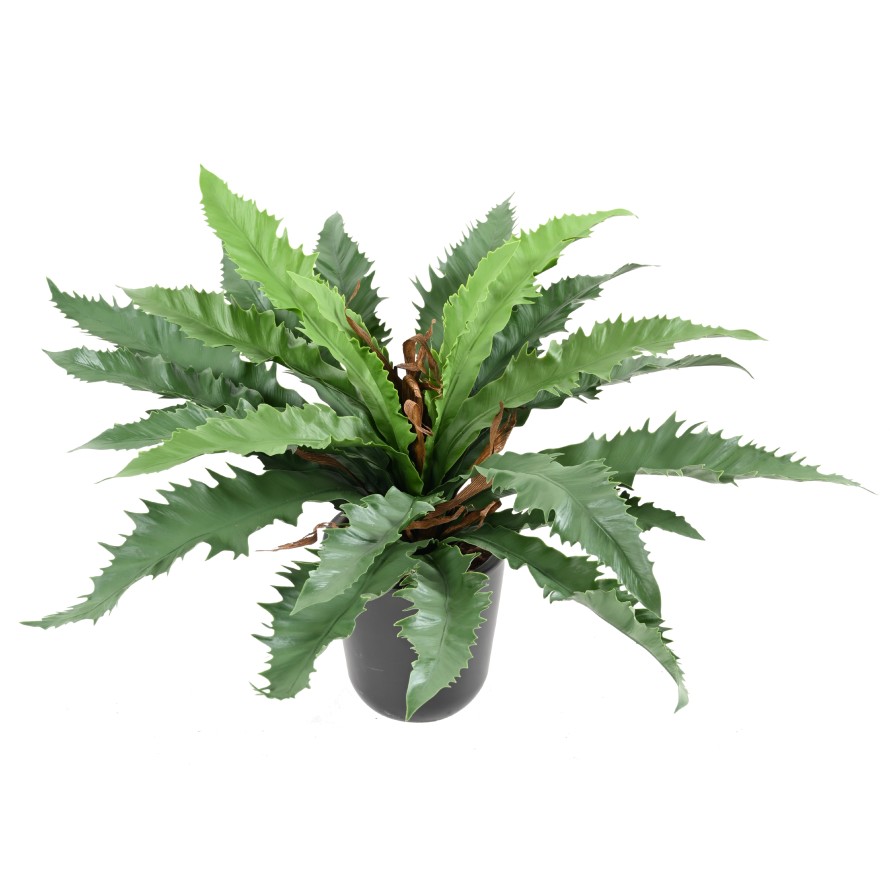 ASPLENIUM DAKILA