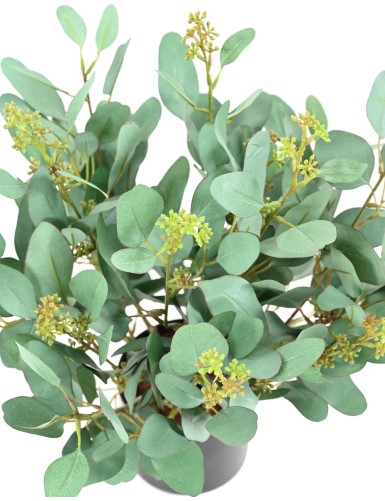 EUCALYPTUS PLANT