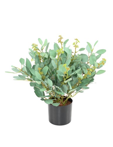 EUCALYPTUS PLANT