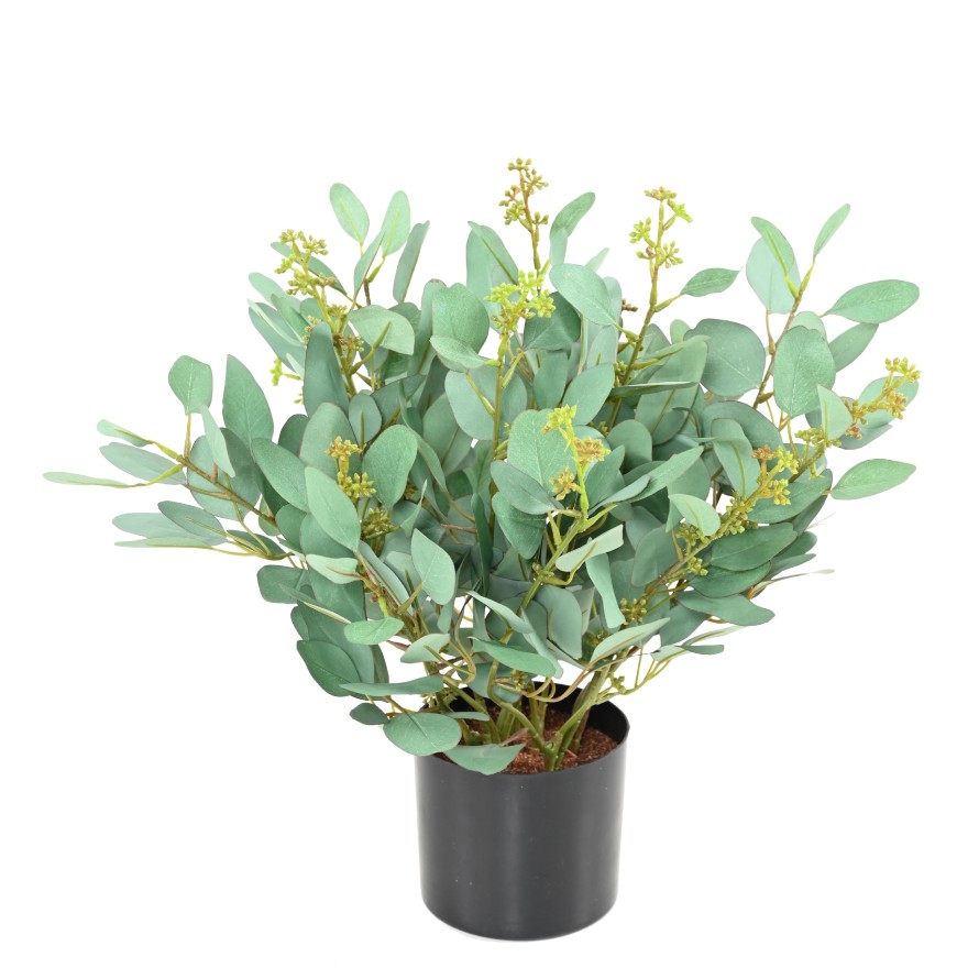 EUCALYPTUS PLANT