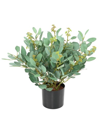 EUCALYPTUS PLANT