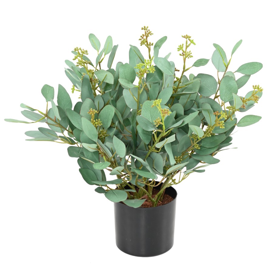 EUCALYPTUS PLANT