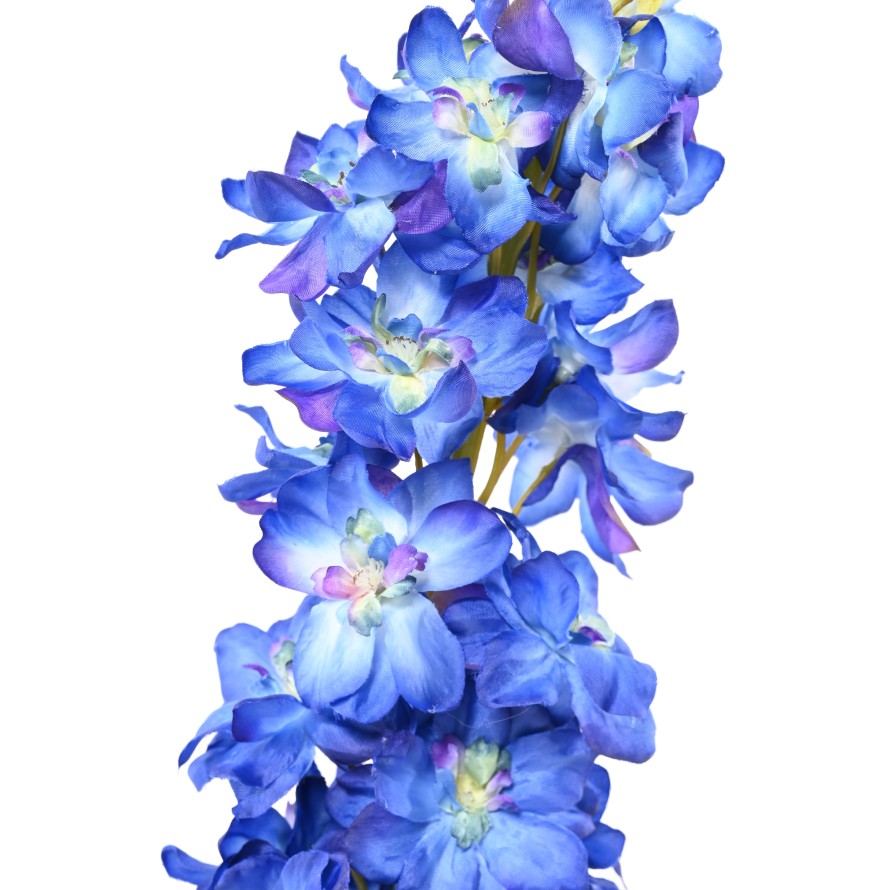 DELPHINIUM