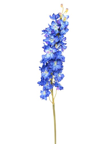 DELPHINIUM